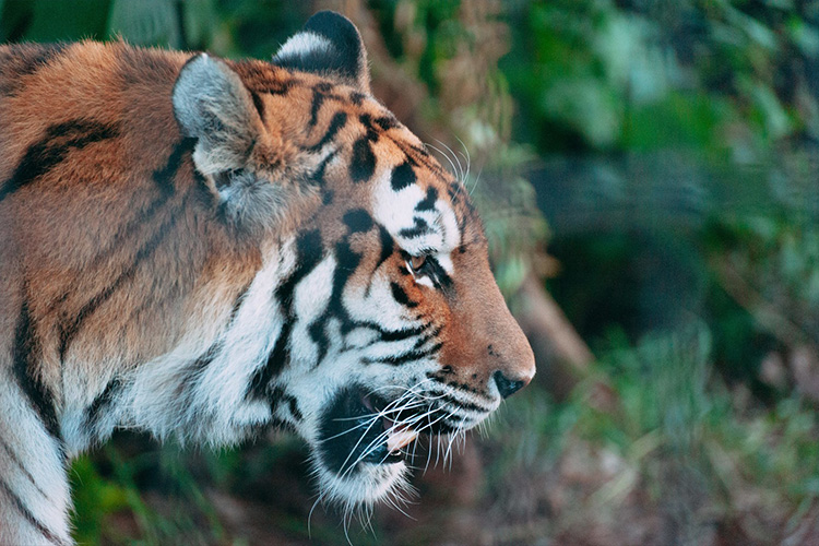 寅の日のイメージ