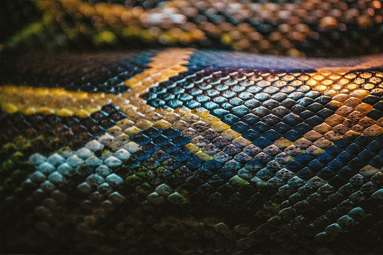 巳の日のイメージ