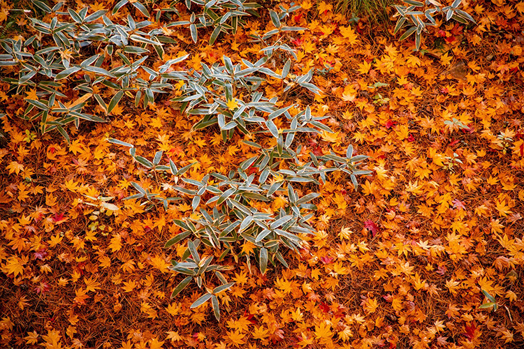 秋財布のイメージ